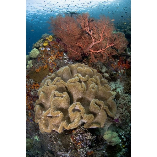 Indonesia Pristine coral reef off Misool Island